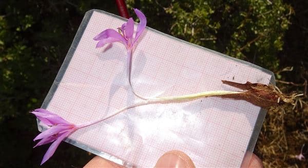 Ένα νέο είδος φυτού παγκοσμίως ανακαλύφθηκε στην Κεντρική Μακεδονία από έναν λάτρη της φύσης