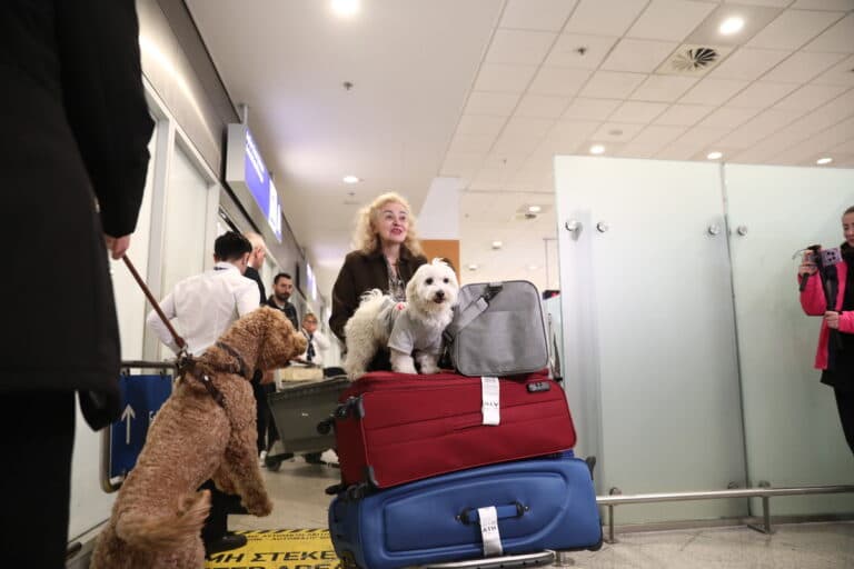 Συγκίνηση στο Ελευθέριος Βενιζέλος για τον επαναπατρισμό δεκάδων ζώων