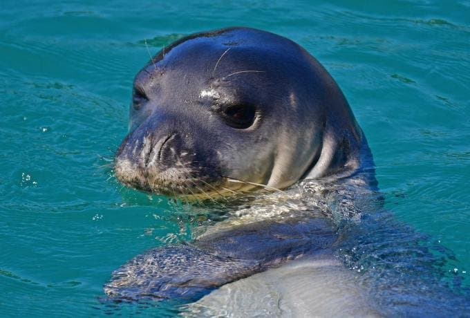 Αμοιβή 18.000 ευρώ για τη σύλληψη του δολοφόνου του «Κωστή»