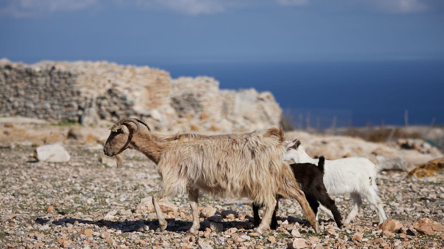 Γαύδος: «Αθώο» το νερό για τα δεκάδες κρούσματα γαστρεντερίτιδας – Πού οφείλεται η διασπορά