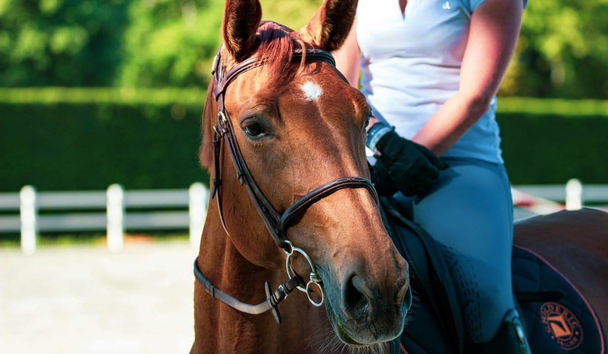 Καταγγελίες σεξουαλικής παρενόχλησης κατά εκπαιδευτή ιππασίας στη Βόρεια Ελλάδα