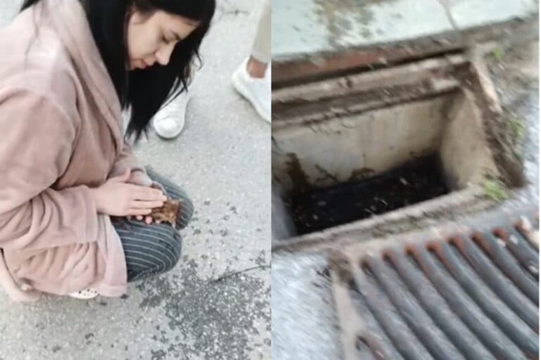 Θεσσαλονίκη: Νοσηλεύτρια επαναφέρει στη ζωή γατάκι που έπεσε σε φρεάτιο – Βίντεο