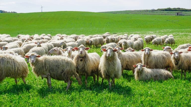 Σκάνδαλο ΟΠΕΚΕΠΕ: Εμπλοκή μοναστηριών της Κρήτης