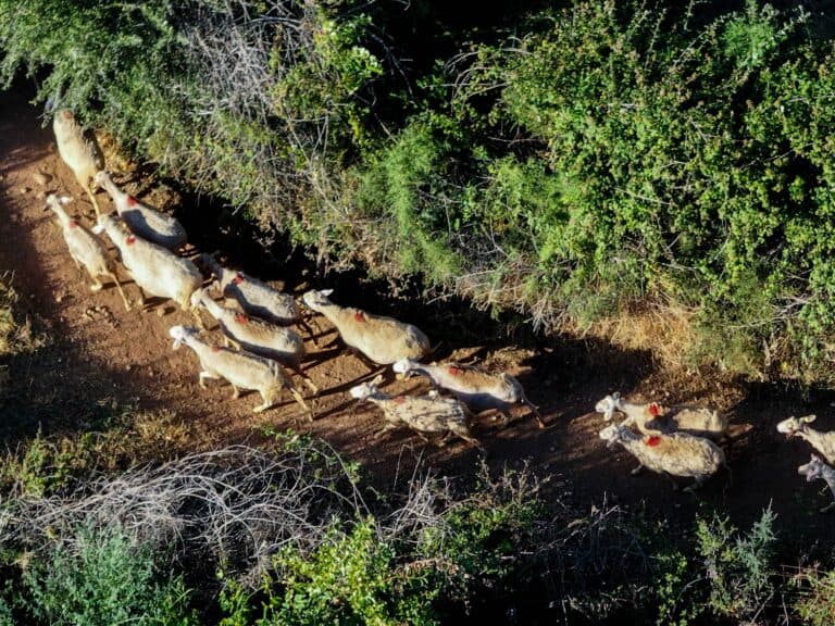 Πάγωμα πλειστηριασμών και κατασχέσεων για κτηνοτρόφους που επλήγησαν από την ευλογιά