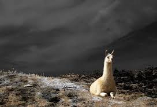 lama