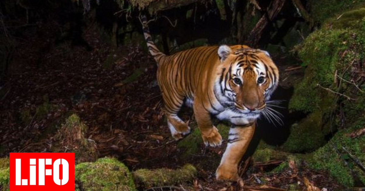 WWF: Ο αριθμός των τίγρεων αυξάνεται - «Θεαματική επαναφορά» για WWF: Ο αριθμός των τίγρεων αυξάνεται - «Θεαματική επαναφορά» για το υπό απειλή είδος