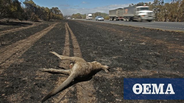 Ανυπολόγιστη η καταστροφή στην πανίδα της Αυστραλίας από τις φωτιές