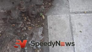 Γάντι