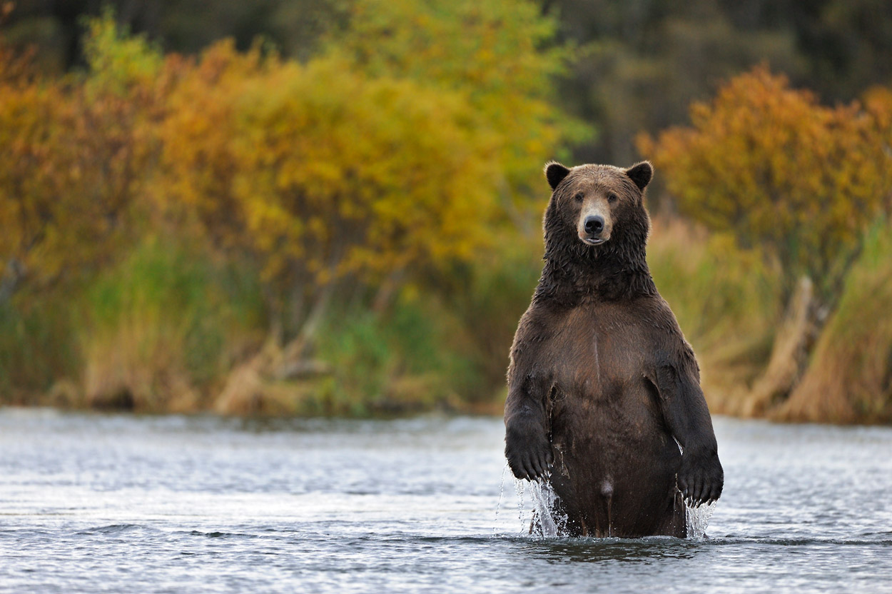 arkoyda alaska