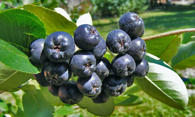aronia