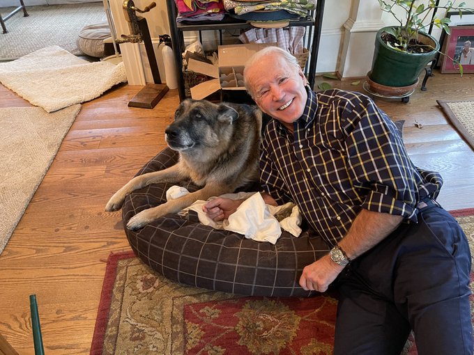biden dog champ