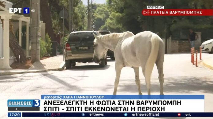 horses