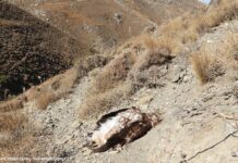 Κρήτη Χρυσαετός νεκρός