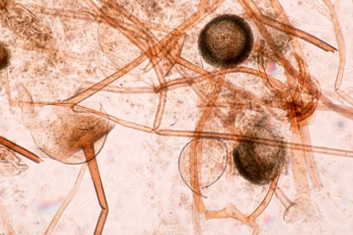 fungus-768x512.jpg