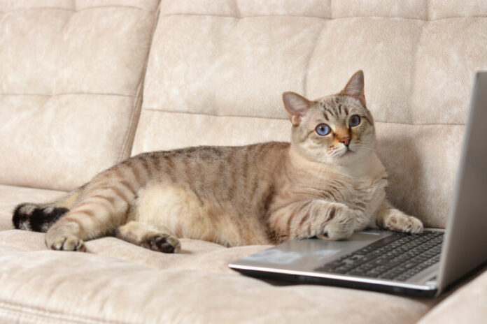 gata-pc-shutter-768x512.jpg