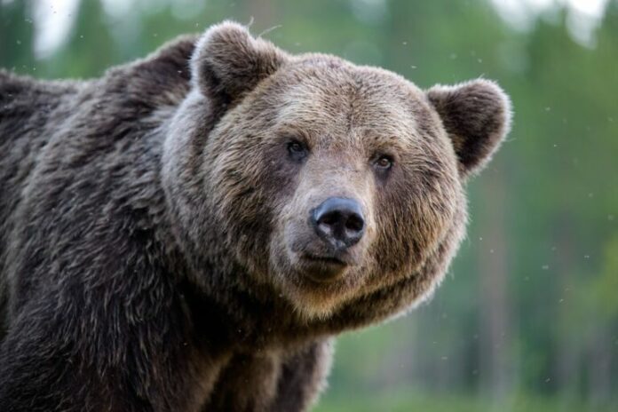 bear-shutterstock-768x512.jpg