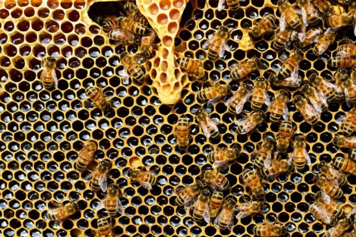 bee-pex-768x512.jpg