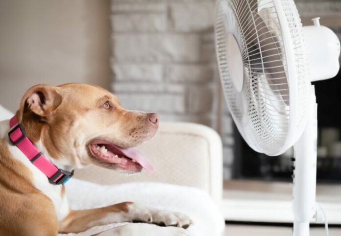 dogs_heatwave-768x532.jpg