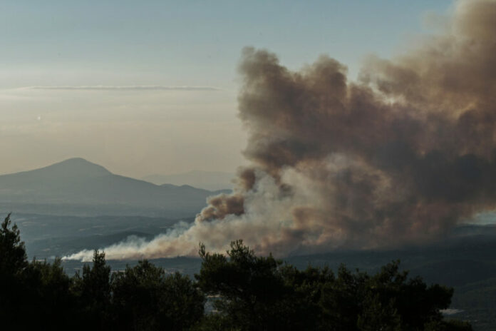 fotia-oropos-3-768x512.jpg