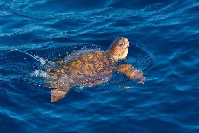 thalassia_chelona_02-768x512.jpg