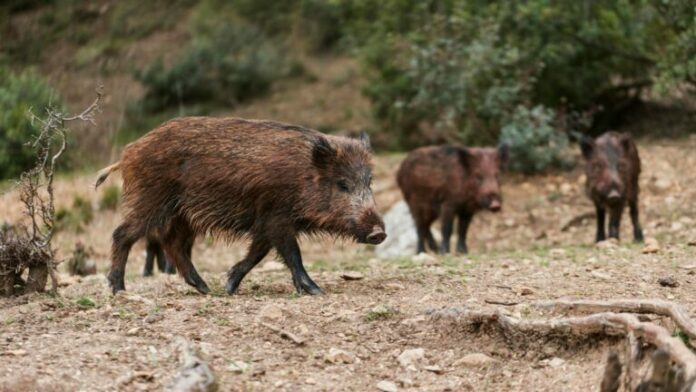 AGRIOGOYROYNA-768x432.jpg