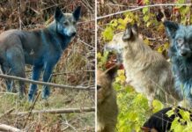 Το μυστήριο με τους μπλε σκύλους του Τσερνόμπιλ – Η εξήγηση των ειδικών