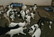 Φρίκη στην Πάτρα: Είχαν «φυλακισμένες» χωρίς φαγητό και νερό 28 γάτες – Βρέθηκαν και σκελετοί