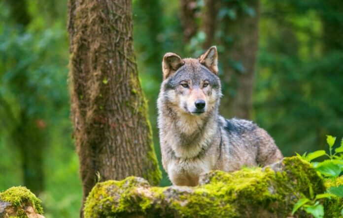 lykos-768x490.jpg