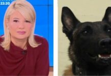 Θλίψη για τον θάνατο του Echo, του βελγικού μαλινουά