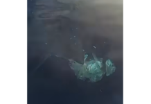 Εμφανίστηκε λευκός καρχαρίας στην Κάρπαθο – Ψαράδες τον κατέγραψαν σε βίντεο