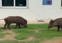 «Τρελάθηκαν» τα αγριογούρουνα – Εμφανίστηκαν στο νοσοκομείο στο Δαφνί