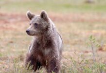 Κτηνωδία στη Δράμα: Σκότωσαν αρκούδα και την αποκεφάλισαν