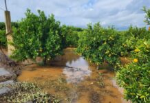 Σαρωτική η κακοκαιρία σε Κέρκυρα και Λακωνία – Ξεριζωμένα δέντρα, πλημμύρες και εγκλωβισμοί