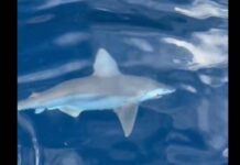 Αργολίδα: «Μάχη» ψαρά με καρχαρία (Βίντεο)