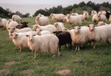 Περίεργη υπόθεση στη Λάρισα: Κτηνοτρόφος κατέρρευσε και του έφυγαν τα πρόβατα