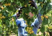 Black Friday και στον ΟΠΕΚΕΠΕ: Αγρότης περίμενε προκαταβολή 10.000 ευρώ και πήρε 1.000