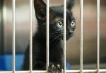 Αποτροπιασμός στην Ηλιούπολη: Άγνωστος πέταξε αποκεφαλισμένο γατάκι σε νηπιαγωγείο