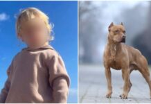 Ζάκυνθος: «Να εγκαταλείψω εγώ το παιδί μου;» – Ξεσπά ο πατέρας του 2χρονου που κατασπαράχθηκε από πιτ μπουλ