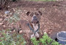 Ζάκυνθος: Σκηνές αρχαίας τραγωδίας στο νοσοκομείο για τον 2χρονο – Υιοθέτησαν το πίτμπουλ που κατασπάραξε το παιδί