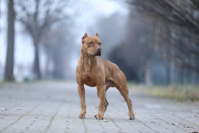 skylos_skyli_pitbull-768x512.jpg