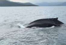 Σπάνιο θέαμα στον Παγασητικό – Φάλαινα εμφανίζεται δίπλα σε ψαράδες (βίντεο)