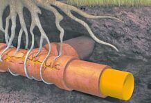 Ρίζες στην Αποχέτευση: Ένα Κρυφό Πρόβλημα με Σοβαρές Συνέπειες