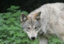 Επίθεση από λύκο σε περιπατητή στο Τατόι