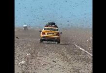 «Βιβλικές» εικόνες στη Σαχάρα: Σμήνος αμέτρητων ακρίδων σε αυτοκινητόδρομο (Βίντεο)