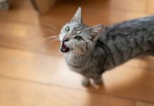 Γιατί η γάτα νιαουρίζει στο σπίτι χωρίς λόγο