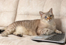 Οι γάτες θα μπορούσαν να βοηθήσουν στη θεραπεία καρκίνων του μαστού – Νέα έρευνα